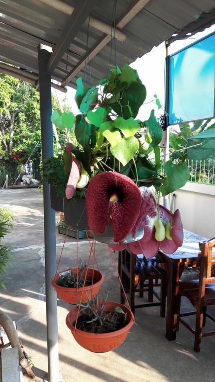 Hotel Hom Baan Chiang Mai Exterior foto
